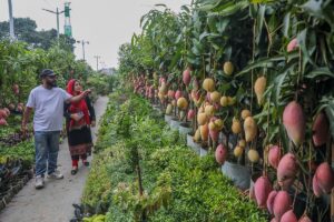Month-long Dhaka Tree Fair concludes with 16 million saplings sold for 160 million taka