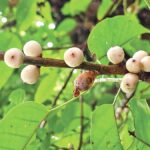 Rare White Fig Tree in Bagerhat Highlights Need for Conservation of Ancient Species