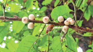 Rare White Fig Tree in Bagerhat Highlights Need for Conservation of Ancient Species