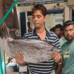 Rare Slender Sunfish Caught by Fishermen in Bay of Bengal Near Kuakata