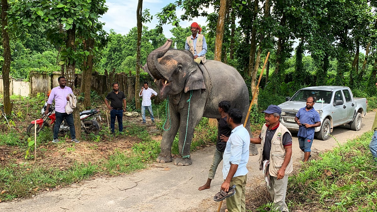 Gazipur Safari Park Returns Two Rehabilitated Elephants to Former Owners Amid Criticism from Wildlife Experts