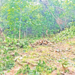 Two Thousand Acres of Forest Remain Under Illegal Occupation in Rangunia Amid Persistent Violence and Political Encroachment
