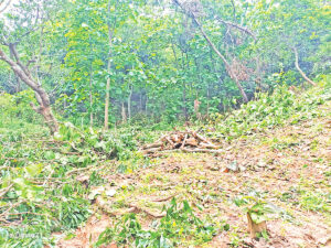 Two Thousand Acres of Forest Remain Under Illegal Occupation in Rangunia Amid Persistent Violence and Political Encroachment