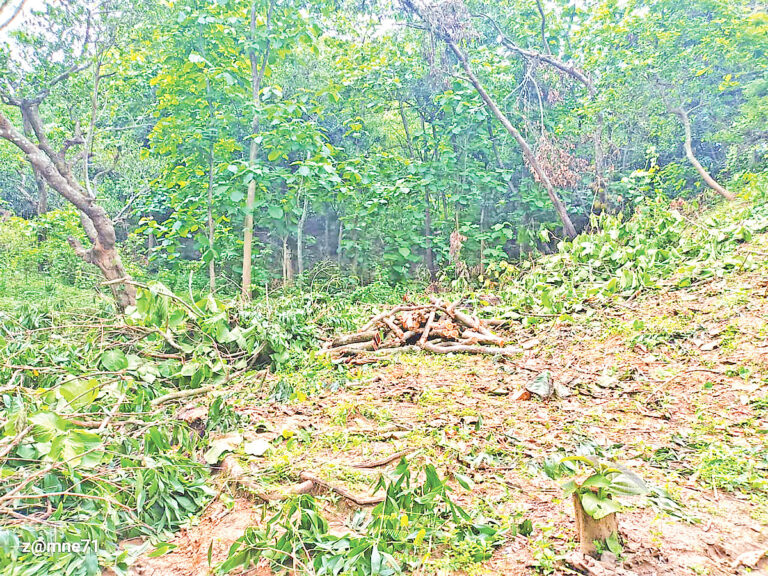 Two Thousand Acres of Forest Remain Under Illegal Occupation in Rangunia Amid Persistent Violence and Political Encroachment