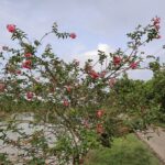 Flowering roadside in Moulvibazar village becomes popular local attraction