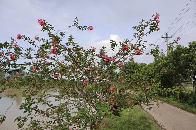 Flowering roadside in Moulvibazar village becomes popular local attraction
