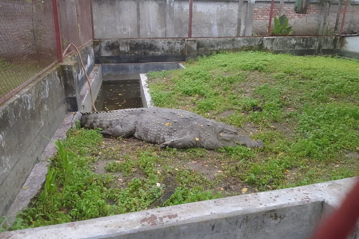 Crocodile relocated from Bagerhat shrine pond refuses food at Dulahazara Safari Park