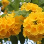 Blooming Chandroprabha flowers transform Moulvibazar town into golden landscape