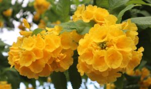 Blooming Chandroprabha flowers transform Moulvibazar town into golden landscape