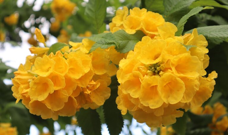 Blooming Chandroprabha flowers transform Moulvibazar town into golden landscape