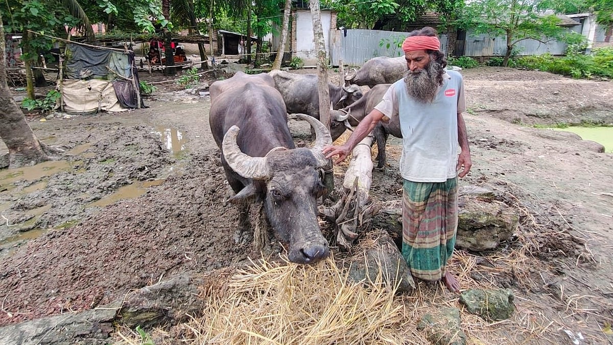 Authorities rescue four buffaloes kept in muddy confinement for three months in Jhenaidah