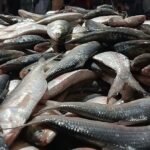 Fishermen in Kuakata Land Massive Catch of Hilsa Worth Over 4.8 Million Taka
