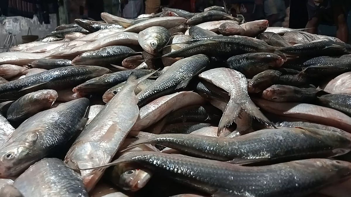 Fishermen in Kuakata Land Massive Catch of Hilsa Worth Over 4.8 Million Taka