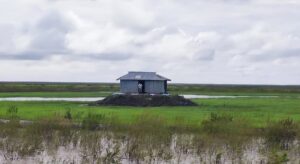 Sandwip residents reclaim ancestral land on newly emerged Dobachar as agricultural activity expands