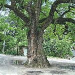 Authorities Move to Declare 400-Year-Old Neem Tree in Jashore a Heritage Monument