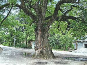 Authorities Move to Declare 400-Year-Old Neem Tree in Jashore a Heritage Monument