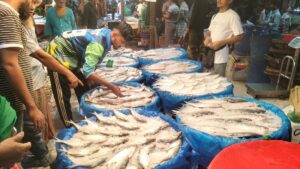 Laxmipur farmers struggle to afford Hilsa as price surges to two maunds of paddy per kilogram