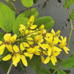 Australian Gold Vine Gains Popularity in Bangladesh Gardens as Decorative Ornamental Climber