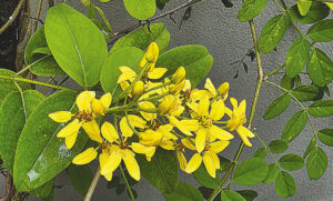Australian Gold Vine Gains Popularity in Bangladesh Gardens as Decorative Ornamental Climber