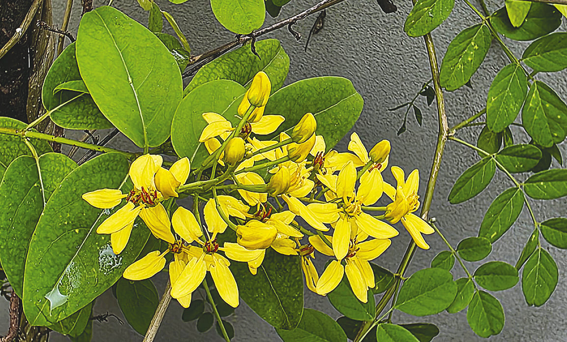 Australian Gold Vine Gains Popularity in Bangladesh Gardens as Decorative Ornamental Climber