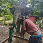 Bangladesh Forest Department retrieves two abused elephants from private handlers for transfer to Gazipur Safari Park