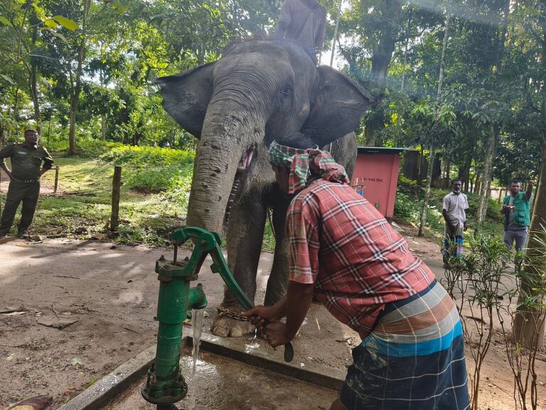 Bangladesh Forest Department retrieves two abused elephants from private handlers for transfer to Gazipur Safari Park