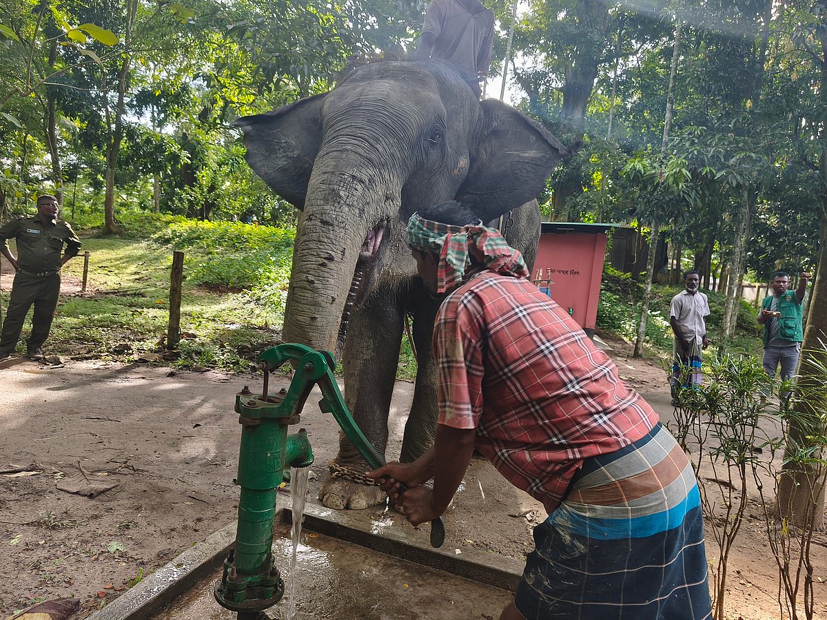 Bangladesh Forest Department retrieves two abused elephants from private handlers for transfer to Gazipur Safari Park