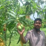 Katimon Mango Cultivation Gains Commercial Momentum Across Bangladesh as Farmers Replace Traditional Varieties