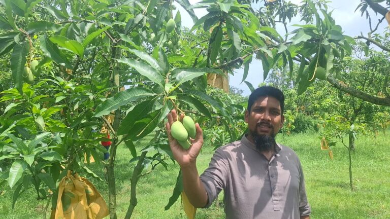Katimon Mango Cultivation Gains Commercial Momentum Across Bangladesh as Farmers Replace Traditional Varieties