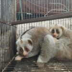 Wildlife authorities rescue two endangered slow lorises in Mymensingh; traffickers evade arrest