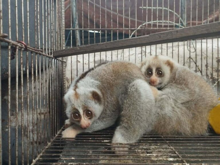 Wildlife authorities rescue two endangered slow lorises in Mymensingh; traffickers evade arrest