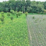 Government declares new eco-park in Mymensingh Santoshpur forest sparking conservation hopes and displacement fears among local farmers