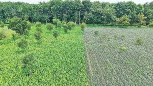 Government declares new eco-park in Mymensingh Santoshpur forest sparking conservation hopes and displacement fears among local farmers