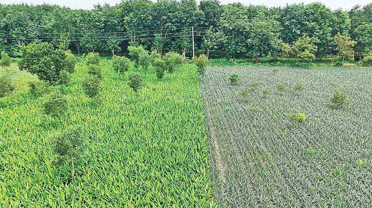 Government declares new eco-park in Mymensingh Santoshpur forest sparking conservation hopes and displacement fears among local farmers