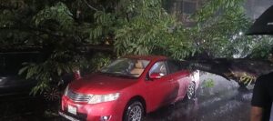 Fallen tree damages three cars in Dhaka Dhanmondi area during heavy rain