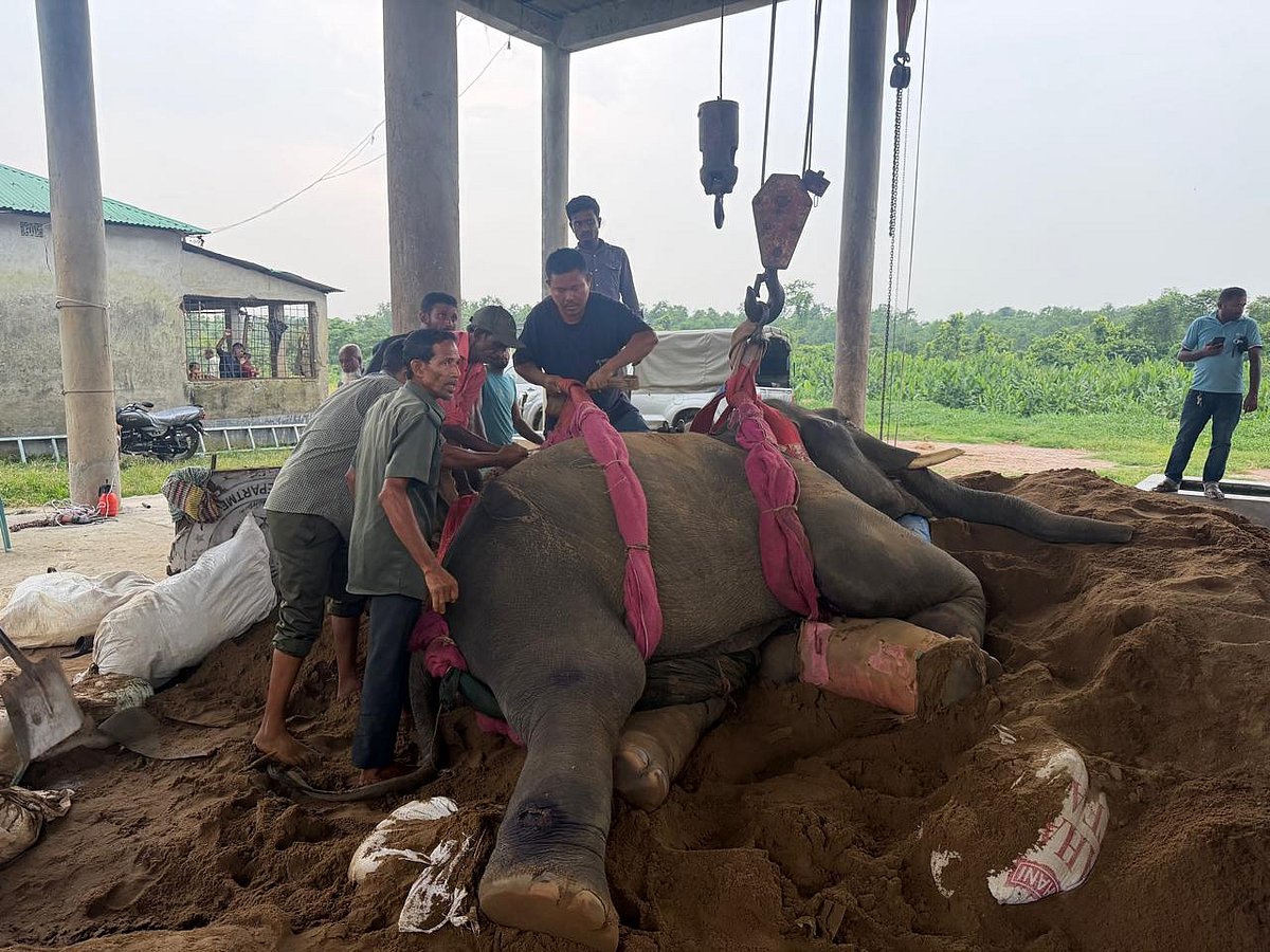 Two Elephants Die at Gazipur Safari Park Including Rescued Elephant Raju Bahadur