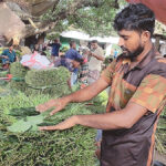 Betel leaf farmers in Rajshahi struggle with rising production costs and low market prices