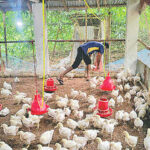 IoT Technology Integration Reduces Operational Costs for Poultry Farmer in Jashore