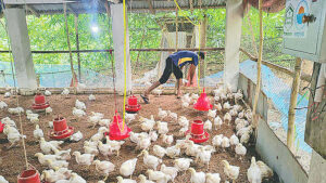 IoT Technology Integration Reduces Operational Costs for Poultry Farmer in Jashore