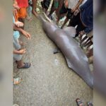 Endangered Ganges River Dolphin Carcass Dissected and Eaten by Villagers in Kishoreganj