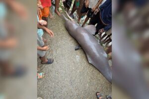 Endangered Ganges River Dolphin Carcass Dissected and Eaten by Villagers in Kishoreganj