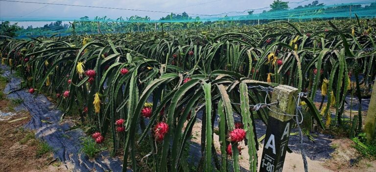 Entrepreneur transforms fallow land into massive dragon fruit farm in Joypurhat creating local jobs