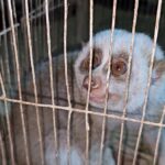 Rare slow loris rescued from madrasa in Durgapur and returned to wild