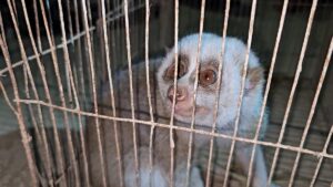 Rare slow loris rescued from madrasa in Durgapur and returned to wild