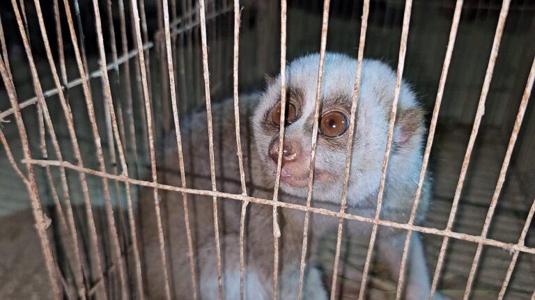 Rare slow loris rescued from madrasa in Durgapur and returned to wild