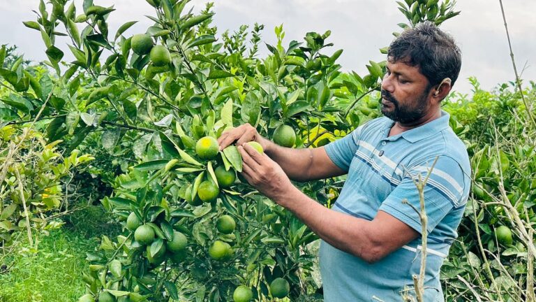 Former migrant worker finds success in horticulture through digital innovation and mixed fruit farming in Pekua