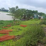 Miscreants Uproot Saplings Planted Under Initiative of Deputy Speaker Kaisar Kamal in Netrokona
