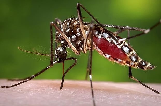 Study finds Aedes mosquitoes in Dhaka and Chittagong developing widespread resistance to common insecticides