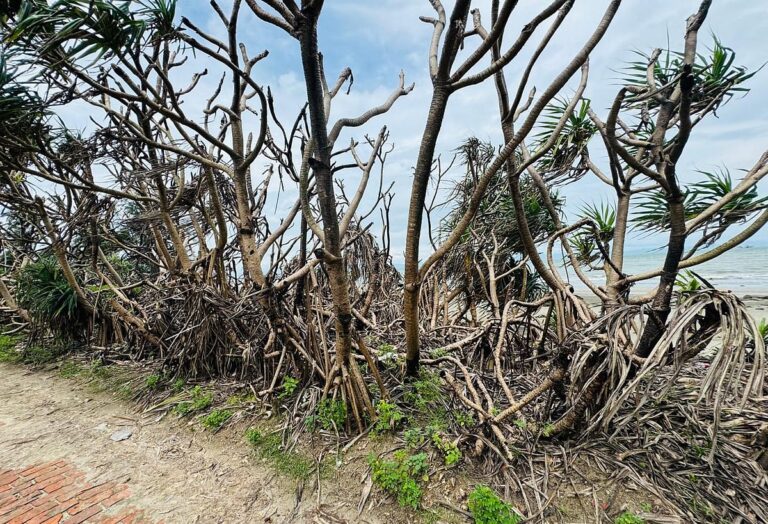 Systematic Destruction of St Martin Island Mangroves Continues as Resort Operators Clear Views for Tourists
