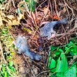 Destruction of Bird Colony in Bogura Results in Mass Death of Asian Openbill Chicks